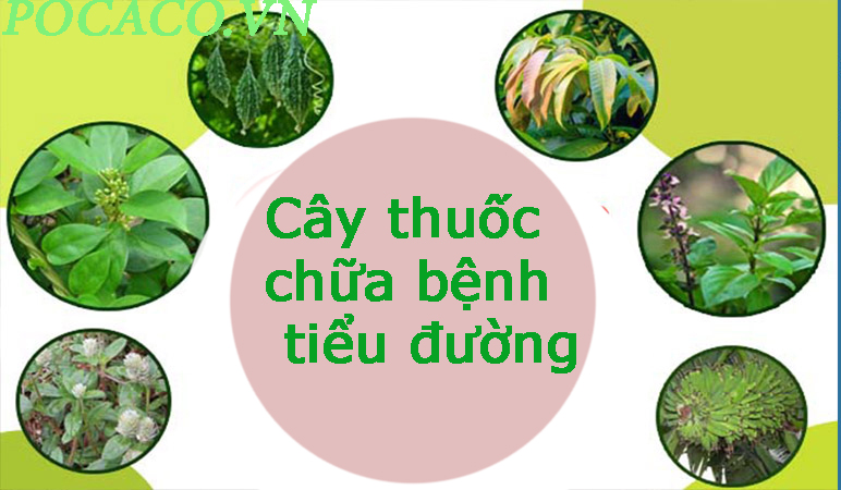Thảo dược “chặn” đái tháo đường