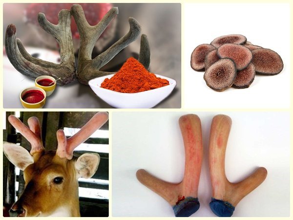 Nhung hươu – công dụng, cách sơ chế và sử dụng hiệu quả